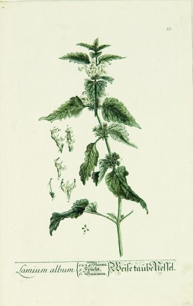 Blackwell German 072