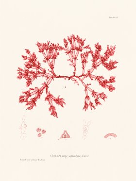 Bradbury Seaweed 075