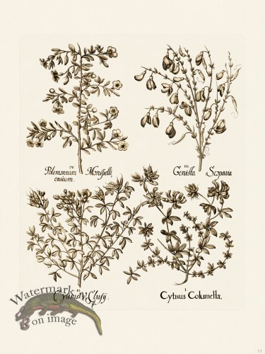 (image for) Besler 011 B1