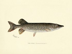 Pike
