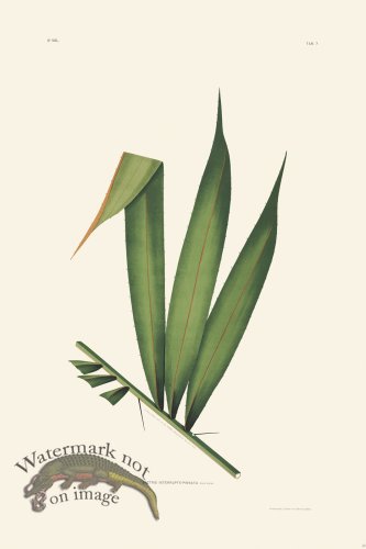 (image for) Rodrigues Palm Front 048