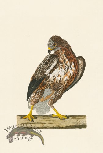 (image for) Pennant Zoology 117