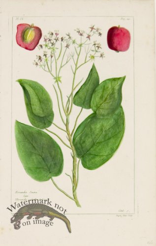 (image for) Buchoz Bot 14