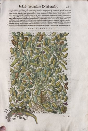 (image for) WB Botanicals 58