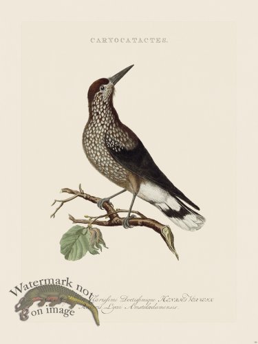 (image for) Nozeman Bird 150