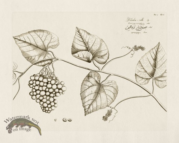 (image for) HORTUS VOl 07 06