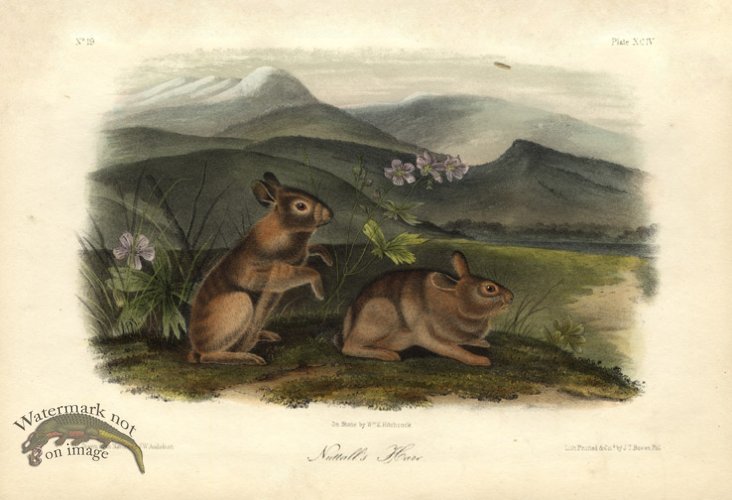 (image for) Nuttall\'s Hare