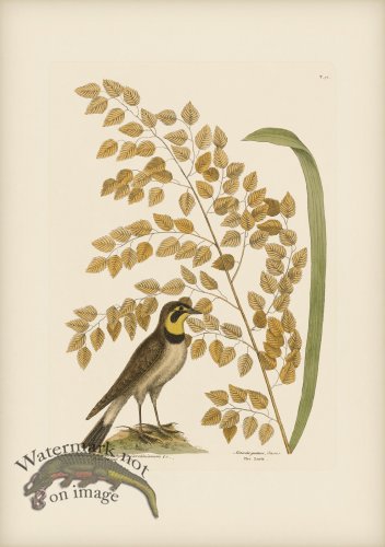 (image for) 032 Lark