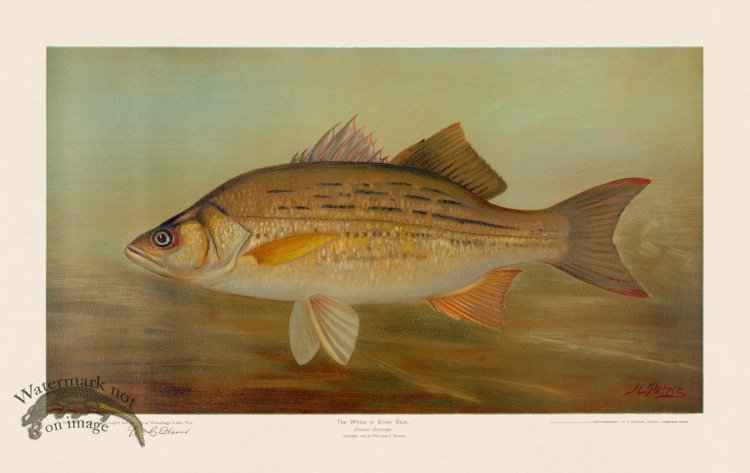 (image for) White or Silver Bass