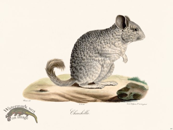 (image for) Cuvier 285 Ehinchilla