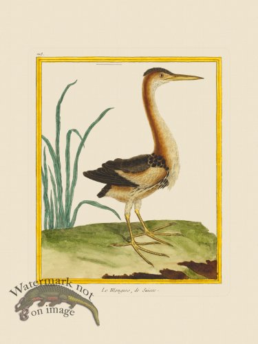 (image for) Martinet Bird 223