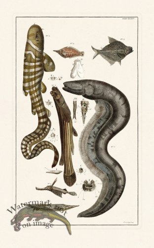 (image for) Seba B2 034