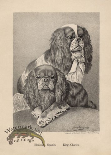 (image for) 1890s Dogs 04