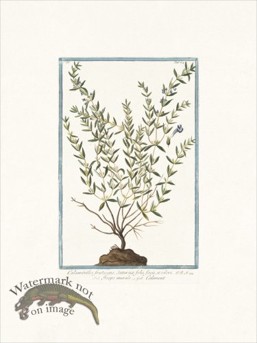 (image for) Bonelli 264 Shrubby Calamint