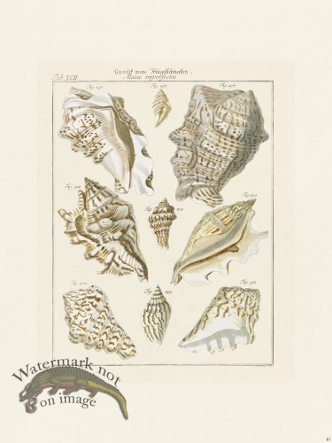 (image for) Martini Shells 040