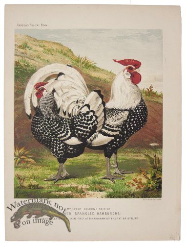 (image for) Silver Spangled Hamburghs