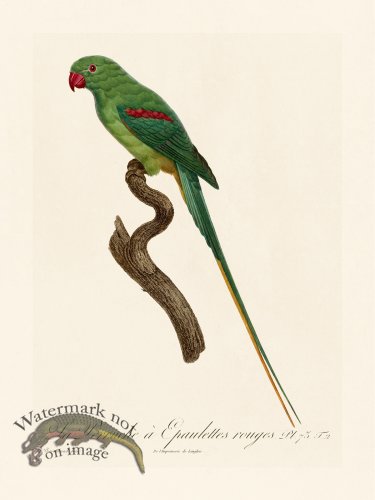 (image for) Barraband Parrot 073