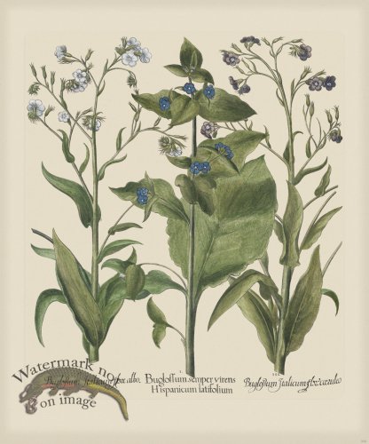 (image for) Besler 242 Colored B2