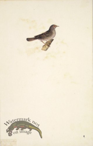 (image for) 60 Swedish Birds . Motacilla (Type of Wag Tail)