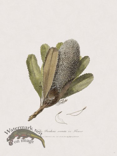 19 New Holland Caffowary