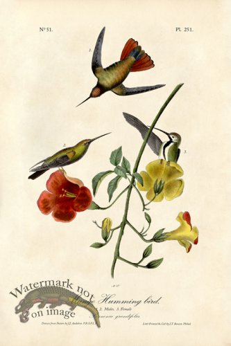 (image for) Mango Humming bird