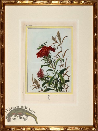 (image for) Buchoz Botanicals in Bamboo 06