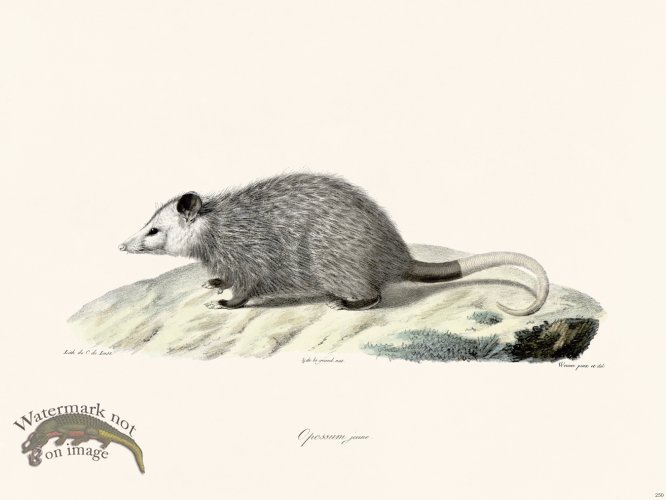(image for) Cuvier 250 Young Opossum