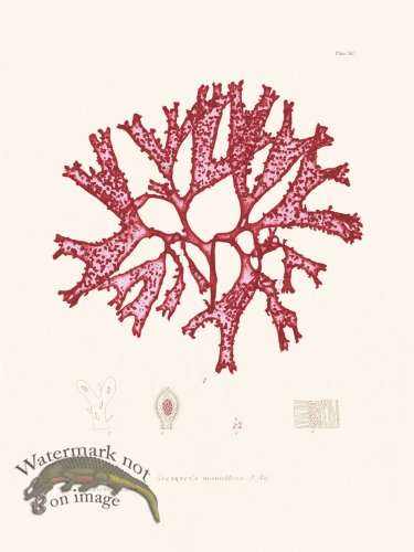 (image for) Bradbury Seaweed 090