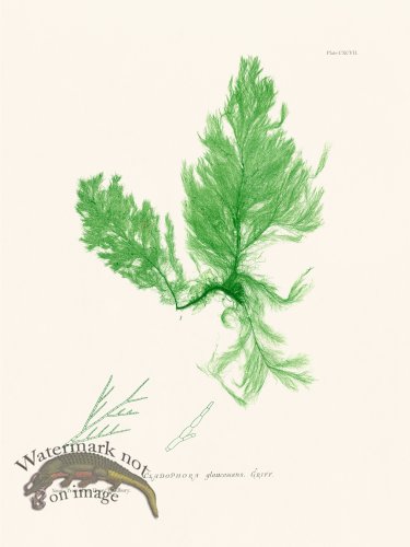 (image for) Bradbury Seaweed 198