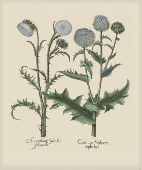 Besler 280 Colored B2