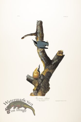 (image for) Red-Breasted Nuthatch