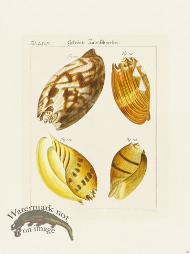 (image for) Martini Shells 030