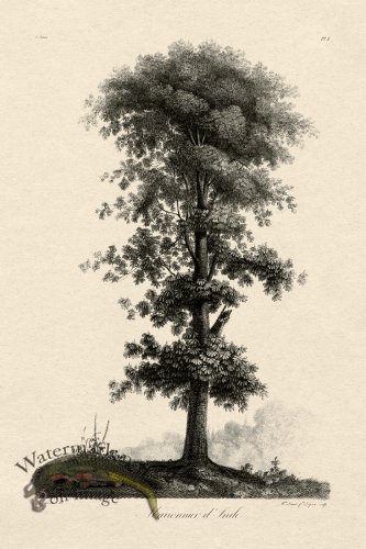 (image for) Defiennes Tree 09