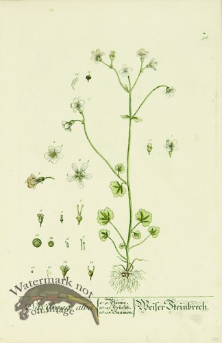 (image for) Blackwell German 255