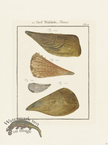 (image for) Martini Shells 087