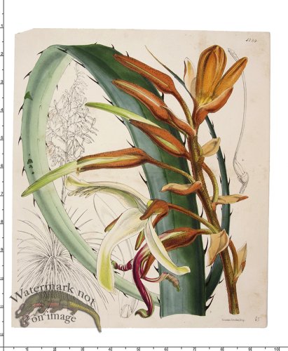 (image for) Curtis Botanical 011