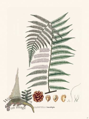 (image for) Ferns of Brazil 24