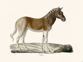 Cuvier 073 Quagga