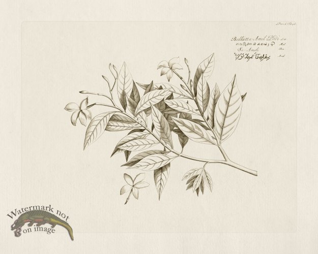 (image for) HORTUS VOl 06 48