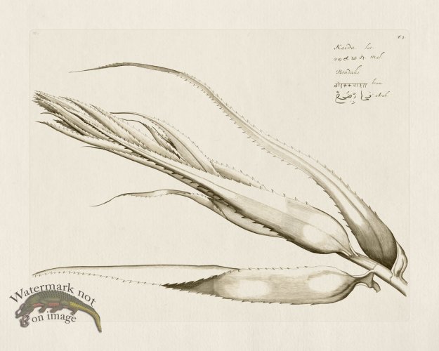 (image for) HORTUS VOL 02 03