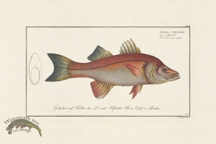 (image for) BLOCH FISH 303