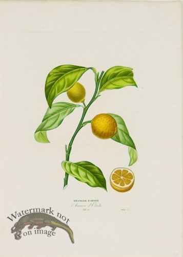 (image for) Poiteau Citrus 15