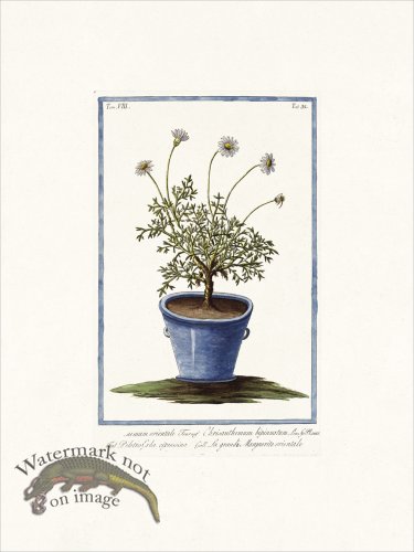 (image for) Bonelli V8 032