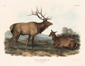 (image for) 052 Elk