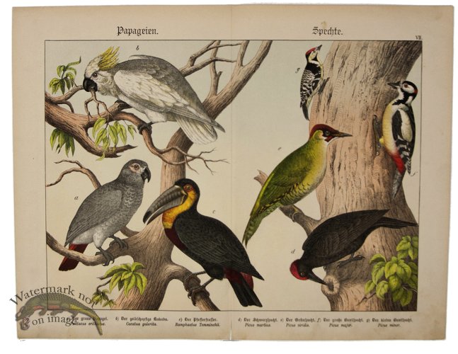 (image for) Toucan Grey Parrot Woodpecker 