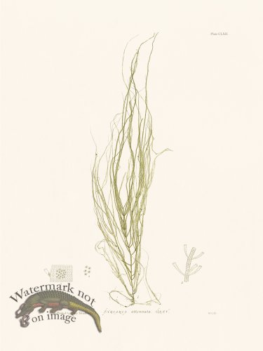 (image for) Bradbury Seaweed 162