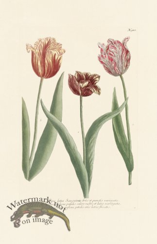 (image for) Weinmann Pl 988