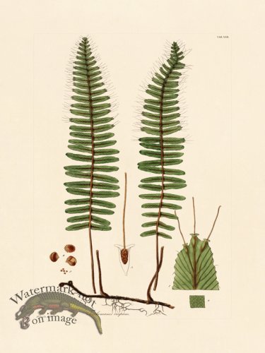 (image for) Hooker Fern 22