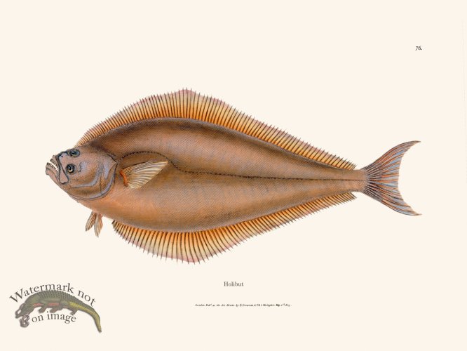 (image for) 076 Holibut