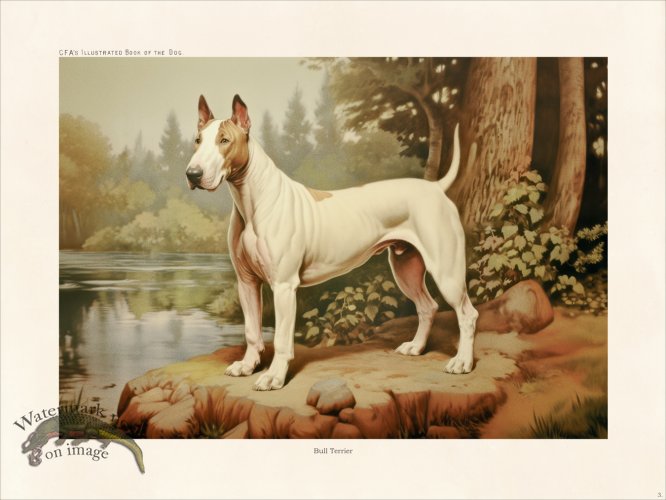 (image for) CFA Dog Bull Terrier 03